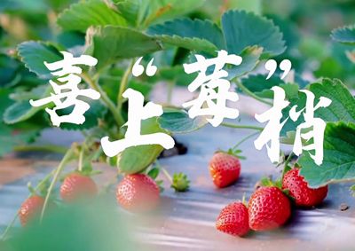 中國電信的信息技術(shù)正成為草莓種植戶拓展銷售、傳播口碑的新農(nóng)具_400.jpg